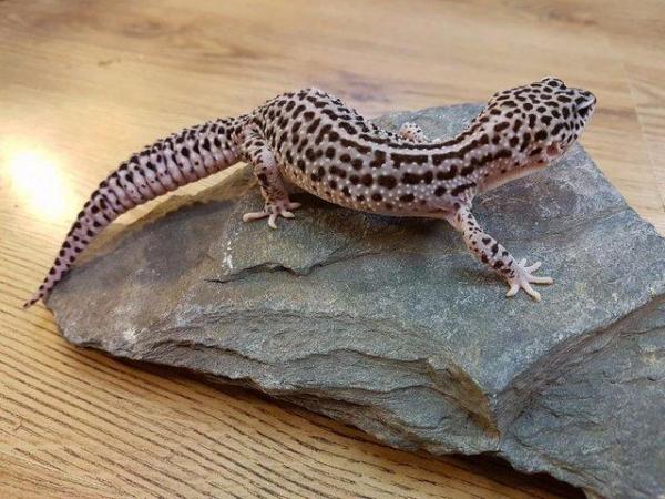 Image 10 of WARRINGTON PETS STOCKED LIZARDS FOR SALE