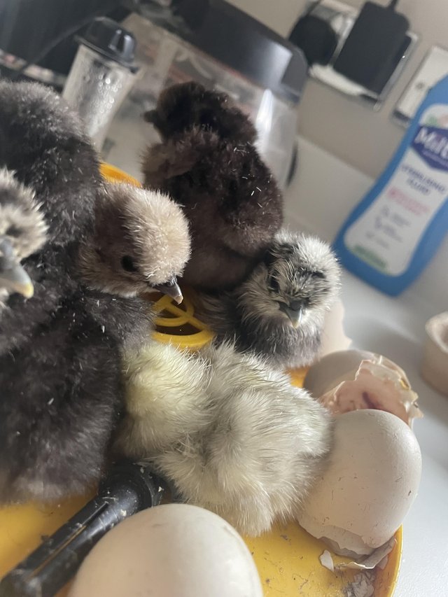 Preview of the first image of Day old silkie chicks silkie chicken unsexed.