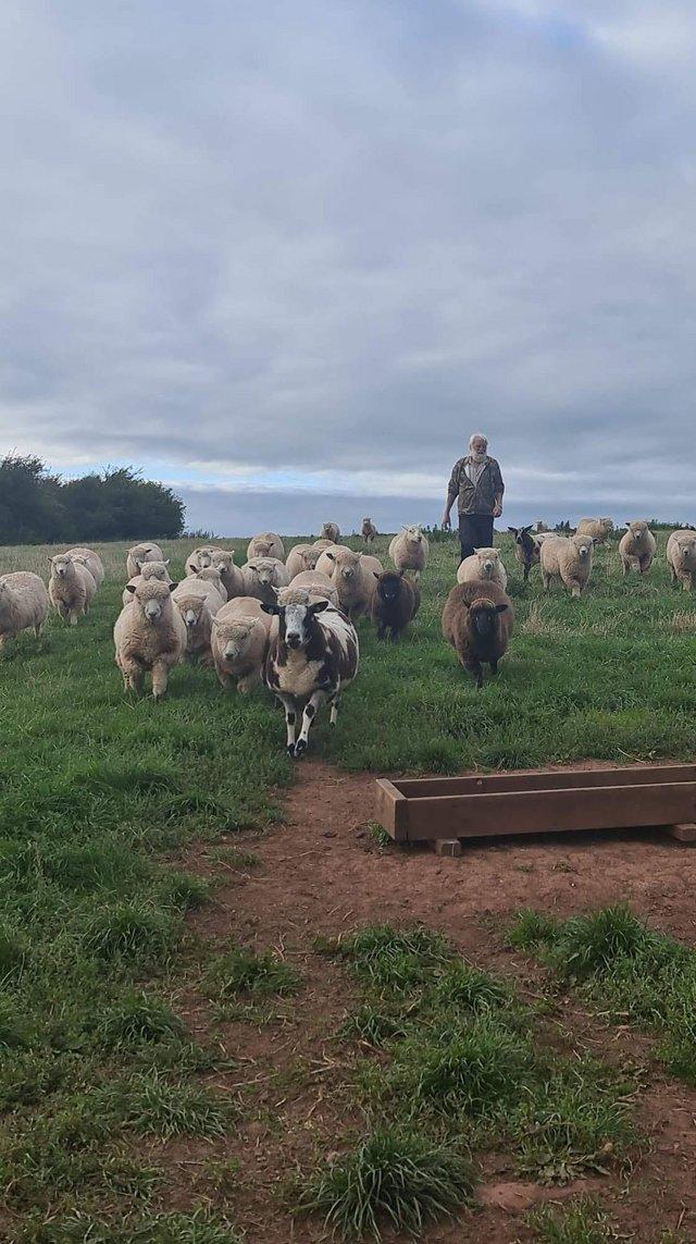 Preview of the first image of Ryeland lambs for sale rams and ewes.