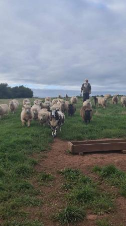 Image 1 of Ryeland lambs for sale rams and ewes