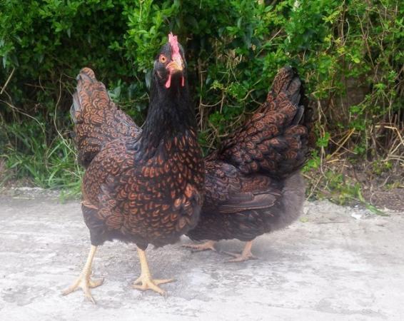 Image 5 of Pure Breed Double Gold Laced Barnevelders Hatching Eggs We a