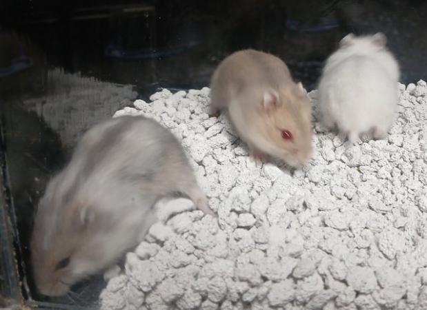 Image 14 of Baby Campbells Dwarf Hamsters , Different colours