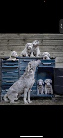 Image 7 of Beautiful blue eyed silver lab puppies