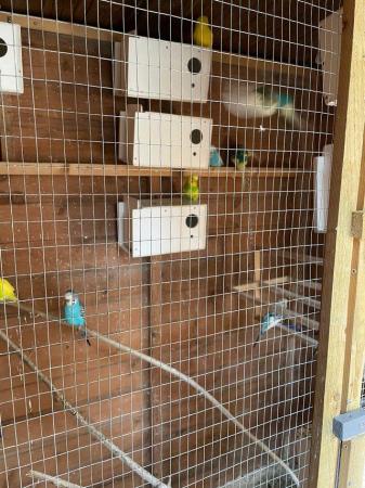 Image 4 of Bird rehoming service (budgie / finch / canary etc