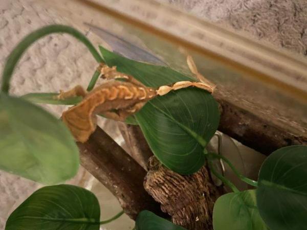 Image 4 of Crested gecko babies for sale in wantage