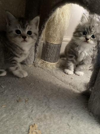 Image 20 of British short and long hair kittens