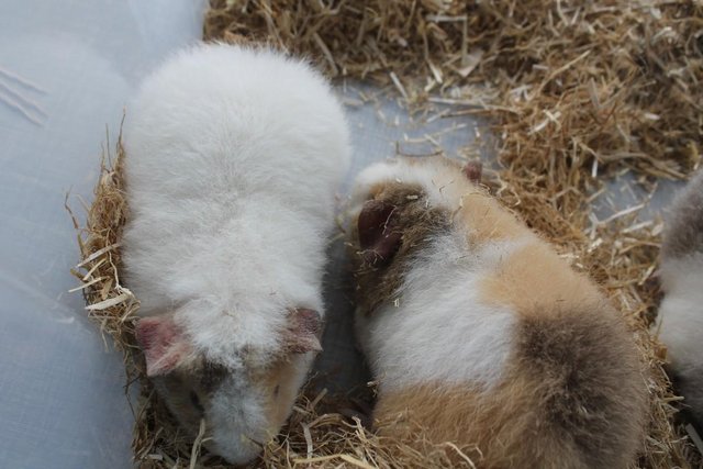 Preview of the first image of Two Baby Guinea Pigs Boys, Born 10th April So Cute.