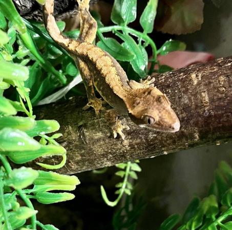 Image 5 of Beautiful crested gecko babies