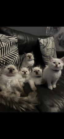 Image 4 of *READY NOW* Ragdoll kittens
