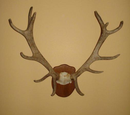 Image 3 of RED STAG ANTLERS 12 POINT 'ROYAL' ON PLAQUE.