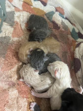 Image 1 of Gorgeous kittens for sale