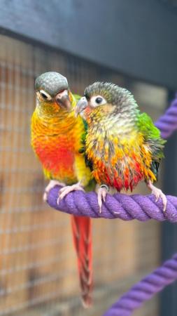 Image 1 of Handreared baby conures Various different mutations availablee