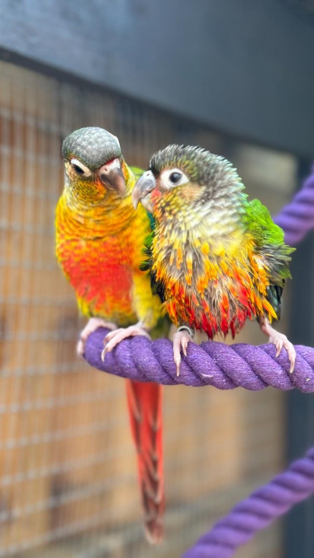 Preview of the first image of Handreared baby conures Various different mutations availablee.