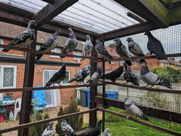 Image 4 of Pigeons for sale, have English Tripplers and Pakistani high