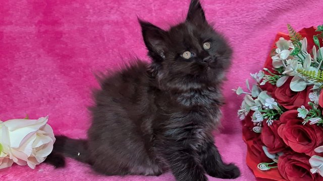 Image 25 of Gccf/ tica maine coon kittens microchipped and vaccinated