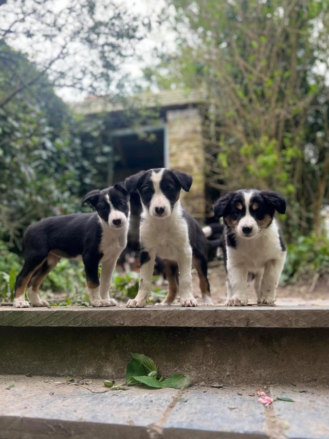 Preview of the first image of Socialised Border Collies / Kelpie.
