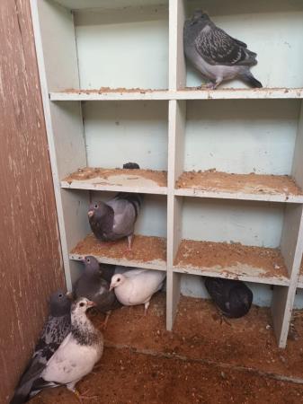 Image 6 of 2024 Racing Pigeons for sale - Squeakers - Eye Suffolk