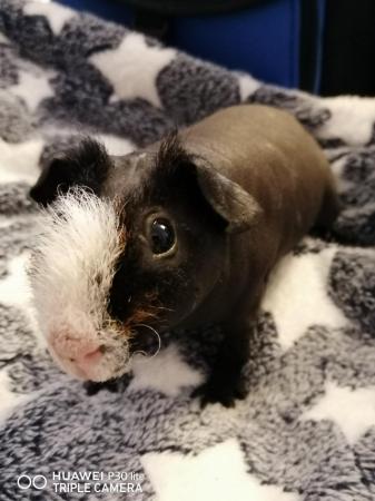 Image 1 of Young skinnypig boar for sale