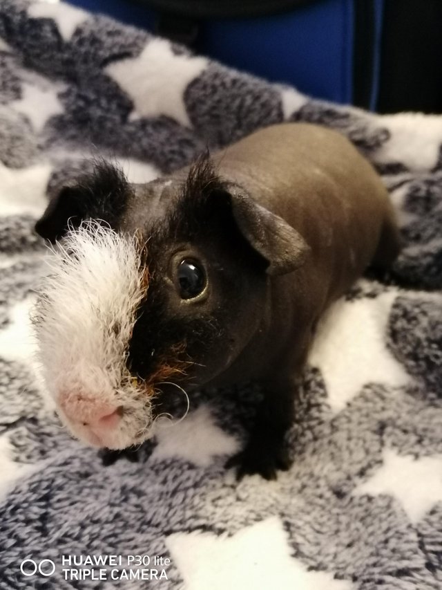 Preview of the first image of Young skinnypig boar for sale.