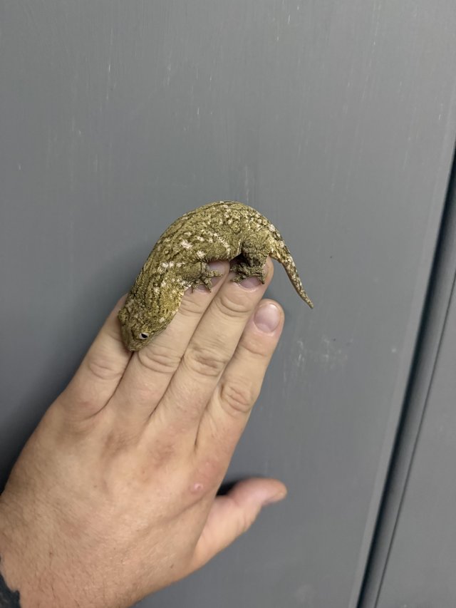 Beautiful pure Brosse locale Leachianus Giant Gecko For Sale — photo 3 of 4