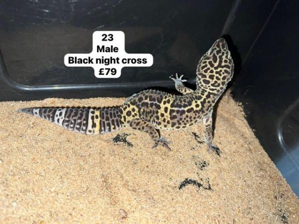 Image 5 of Reduced - leopard geckos for sale