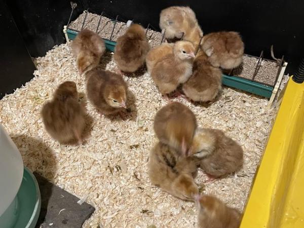 Image 2 of Rhode Island Red pure breed hatching eggs