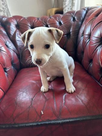 Image 6 of Pure Jack Russell puppies, white girls with Merle patches