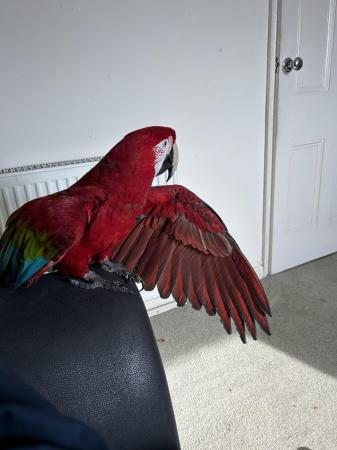 Image 3 of Greenwing male macaw for sale