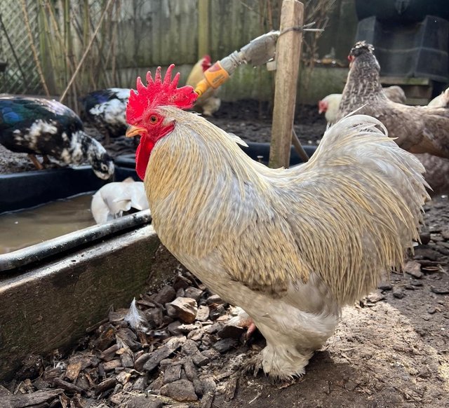 Preview of the first image of Friendly Lavender Cuckoo Pekin Bantam Cockerel.