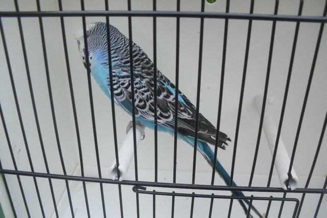 Image 4 of Exhibition Type Budgies Adult Males
