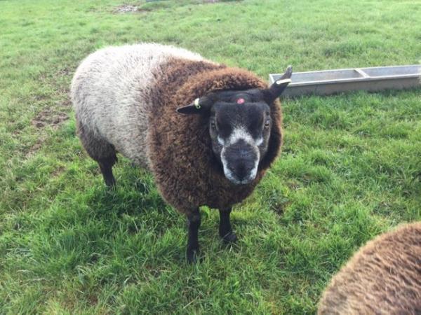 Image 1 of Blue Texel shearling ram for sale