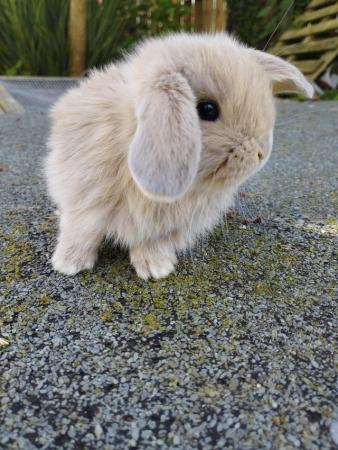 Image 6 of 2 Beautiful Male mini lop bunnies