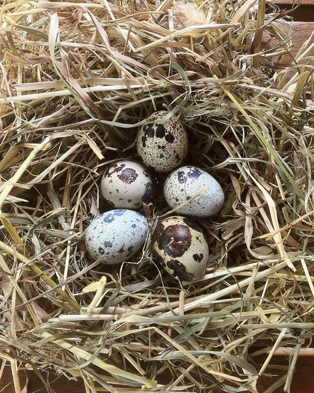 Preview of the first image of Corturnix fertilised quail eggs.