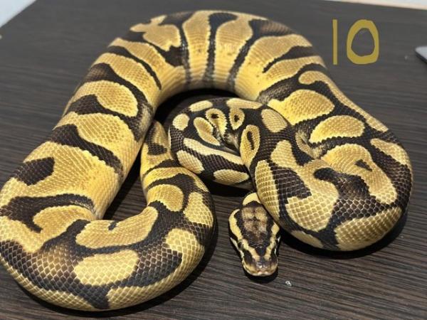 Image 7 of Hatchling Ball Python / Royal Python