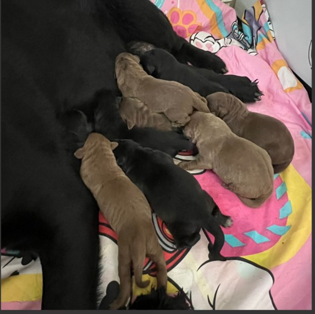 Preview of the first image of 2 weeks old Labrador puppies.