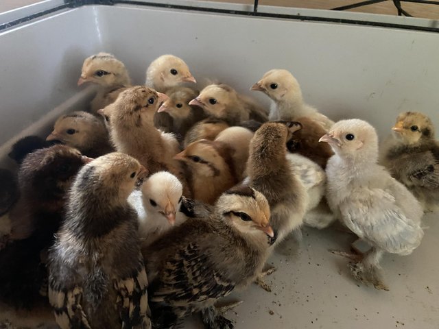 Preview of the first image of 6week old Sablepoot chicks for sale.