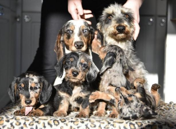 Image 6 of They're ready to leave - Outstanding dachshund litter