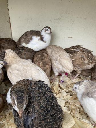 Image 1 of coturnix quail POL females and males available