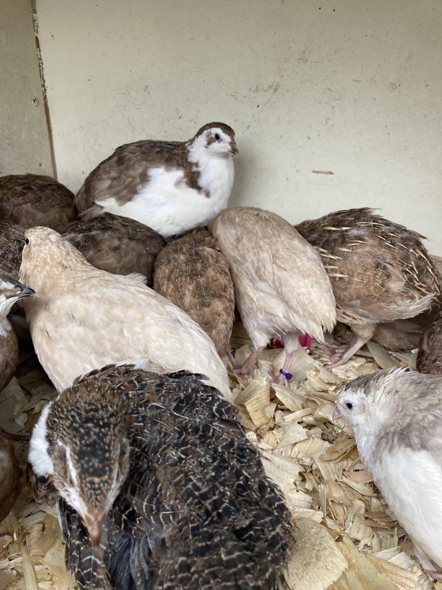 Preview of the first image of coturnix quail POL females and males available.