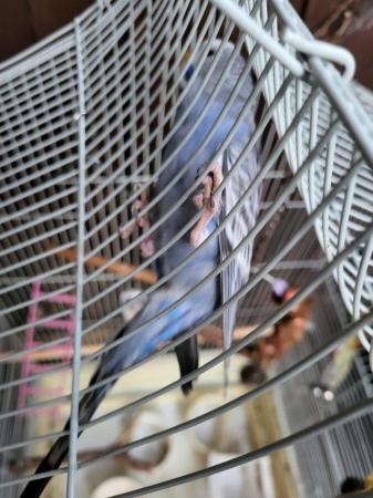 Image 3 of Baby budgie and second hand cage