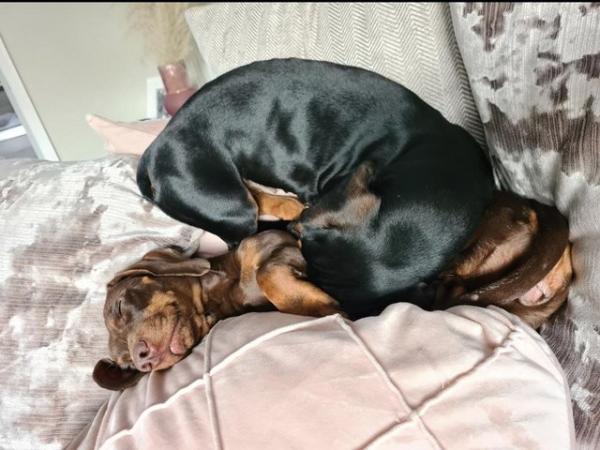 Image 3 of 2 female Dachshund, sausage dogs, 5 & 3 years old. Mum and d