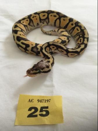 Image 4 of Baby Super Pastel Ball Python - Female