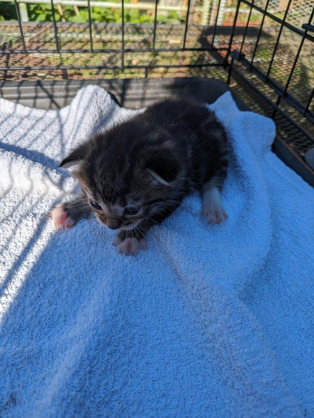 Preview of the first image of Litter of fivetortie tabby kittens.