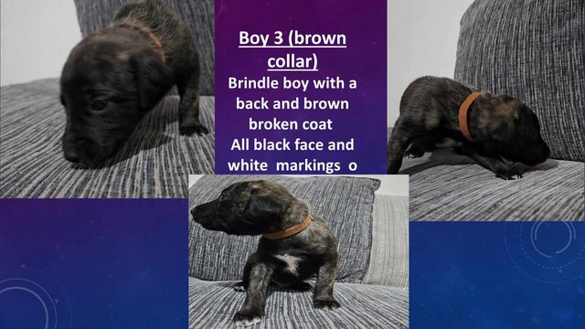 Image 7 of Bull greyhound whippet x Bedlington whippet puppy's