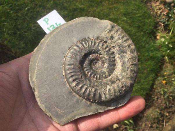 Image 2 of Yorkshire stone fossil ammonites for sale fully prepared