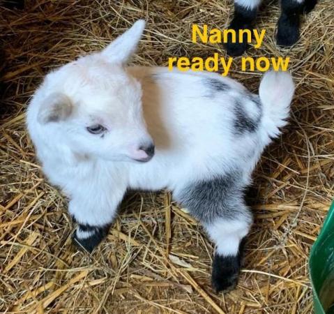 Image 3 of Pygmy goats nanny Billy’s and weathers
