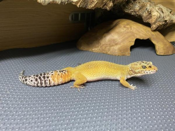 Image 1 of Female Leopard gecko for sale