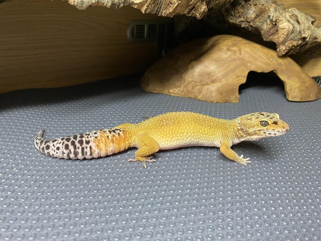 Preview of the first image of Female Leopard gecko for sale.