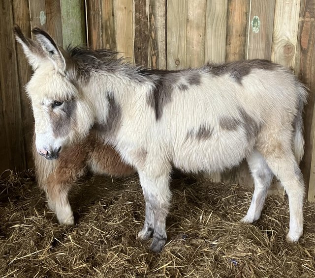 Preview of the first image of Baby Jack Donkey - “Speedie”.