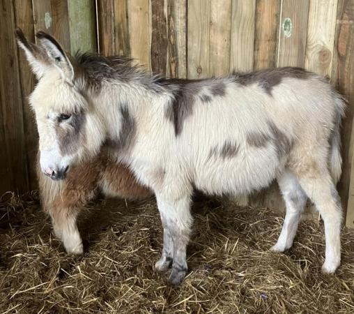 Image 1 of Baby Jack Donkey - “Speedie”